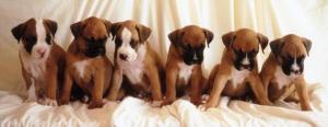 small_brown_boxer_puppies_picture